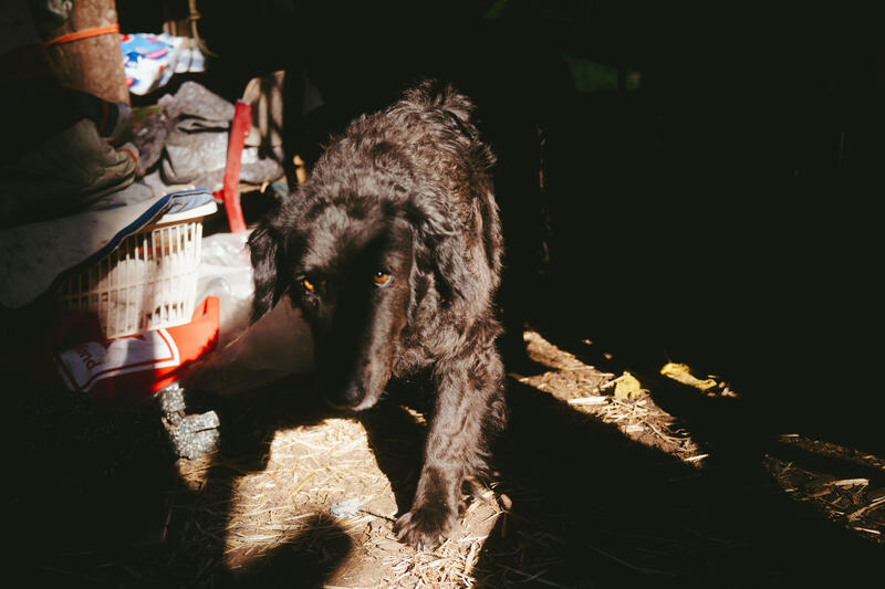 Der Altdorfer Wald bei Ravensburg, Deutschland wird seit mittlerweile 4 Jahren besetzt. Eine zweistellige Zahl an Baumhäusern wurde gebaut und die Besetzung lebt. Der Wald soll nach dem aktuellen Entwurf des Regionalplans größtenteils gerodet werden, dagegen machen sich die hier lebenden Aktivist*innen stark. -- The Altdorf Forest near Ravensburg, Germany, has now been occupied for 4 years. A double-digit number of tree houses have been built and the occupation is alive and well. According to the current draft of the regional plan, most of the forest is to be cleared and the activists living here are campaigning against this.