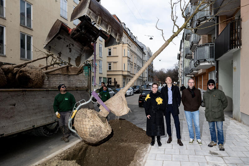 Der Grüne OB-Kandidat Dominik Krause, Baureferentin Dr.-Ing. Jeanne-Marie Ehbauer, Vorsitzender des Bezirksausschusses Ludwigsvorstadt-Isarvorstadt, Benoît Blaser beim Startschuss der Baumpflanzung in der Arndtstraße am 03.03.2026 in München. Insgesamt sollen in der Straße sieben Bäume Rahmen des 3.500-Bäume-Programms für die gesamte Stadt geplanzt werden.   --   The mayor candidate of the Greens Dominik Krause, Construction department chief Jeanne-Marie Ehbauer, Benoît Blaser at the start of tree planting in Arndtstrasse on March 3, 2026, in Munich, Germany. A total of seven trees are to be planted in the street as part of the 3,500 tree program for the entire city.