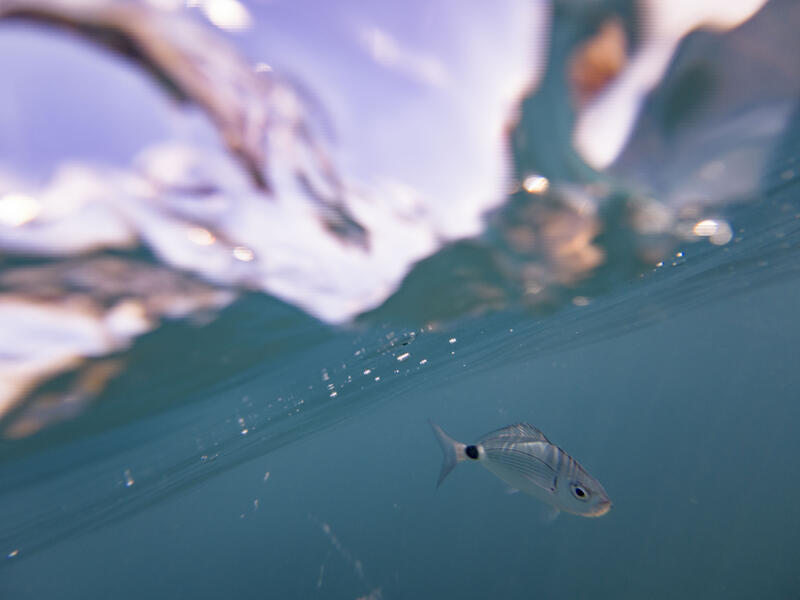 Underwater Photography on the Surface  - by Alexander Pohl